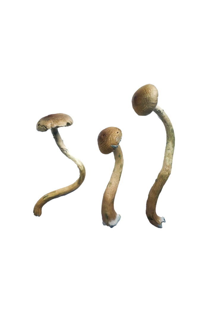 Golden Teacher Special Magic Mushrooms