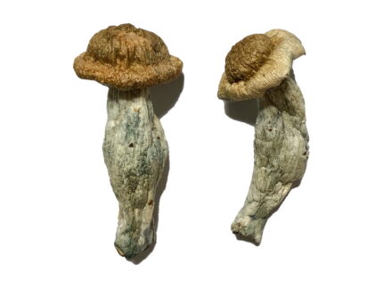 Shepherds Cut Penis Envy Magic Mushrooms