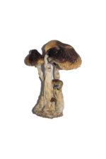 South American Magic Mushrooms