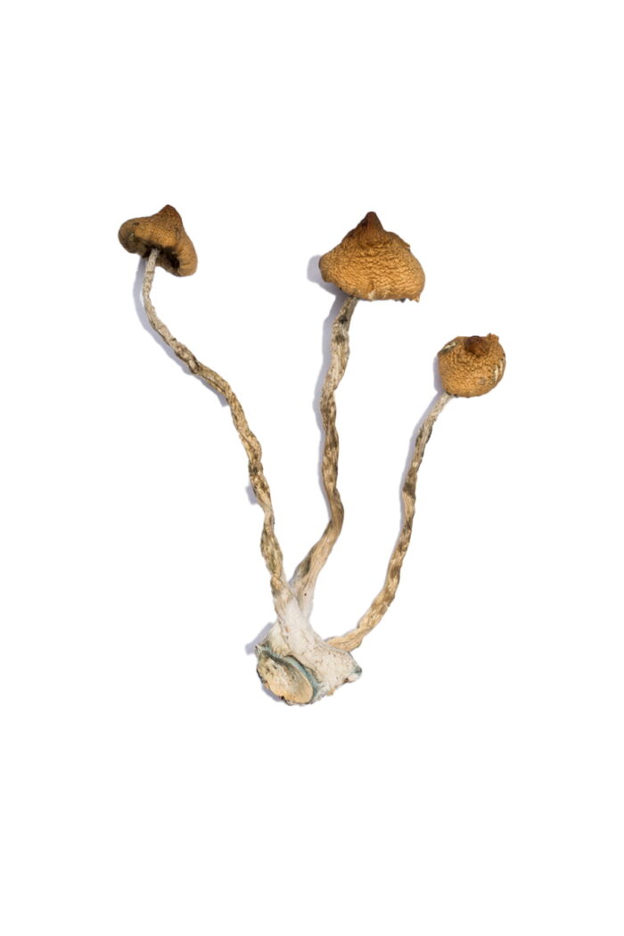 TSyzygy Magic Mushrooms 